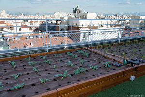 Vino Barrio Salamanca Madrid, Floren Domezain