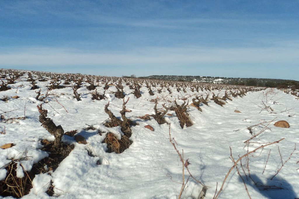 Viñedos bajo el frío invernal