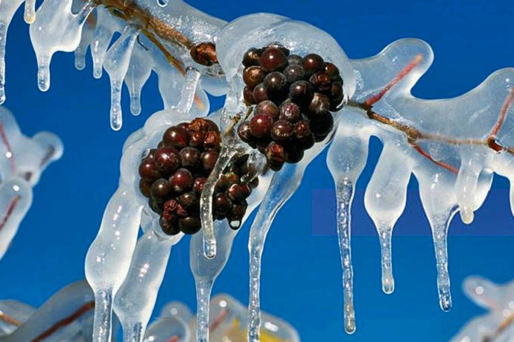 Viñedos bajo el frío invernal, vinos de hielo