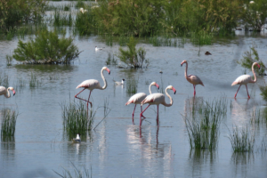 El placer de un nómada moderno, Lagunas Alcazar de San Juan