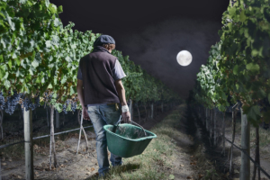 Luna, vino y cosecha, vendimia, embotellado vino